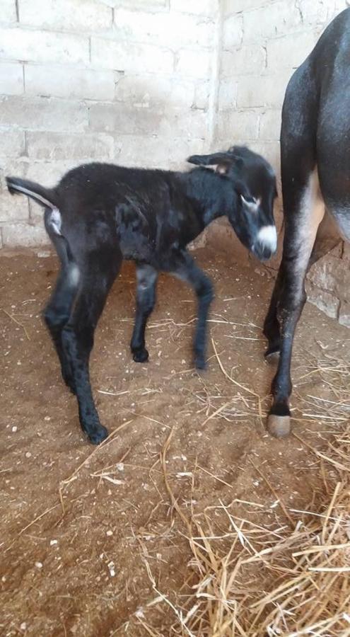 Palo del Colle Masseria Vero Bed & Breakfast エクステリア 写真